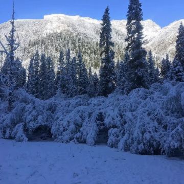 平武白马王朗自然保护区+平武报恩寺一日游