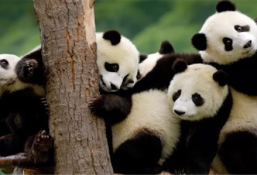 都江堰+熊猫基地一日游【成都三环内免费接早●真纯玩】【[热门景点]千年古堰随心看、萌宝熊猫自由观】