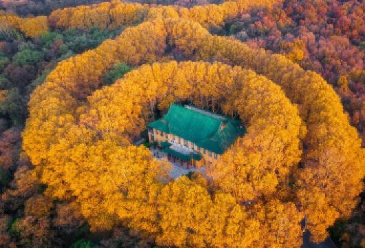 总统府+报恩寺+美龄宫+中山陵【[特色服务]24小时客服服务。您有任何问题欢迎随时咨询。】