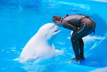 天津极地海洋公园一日游【私家团、包车游、含门票、上门接送】【私家团包车、当日免费接送机、免费接送站、包含门票、无购物、不推销。】