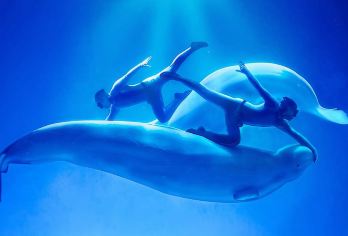 皇家海洋乐园一日游【沈阳市区上门接送 2-6人精致小团】【[新式玩法]自由行+跟团游，精心结合，更多选择，更多自由玩时间。】