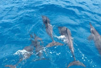 济州岛涯月邑+狹才+休止符+海豚公路追海豚+柱状节理带拼车游【济州岛经典西南线自然景观】