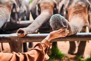 苏梅岛大象保护营半日游Samui Elephant Spa【救助大象之旅，拒绝骑大象，人与自然和谐相处】