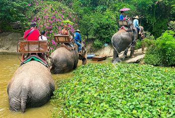 芭提雅大象村骑大象【大象骑行套餐的相关规定：1象载2人需双数人数起订，不足双数则按1象载1人的价格结算，请悉知！】