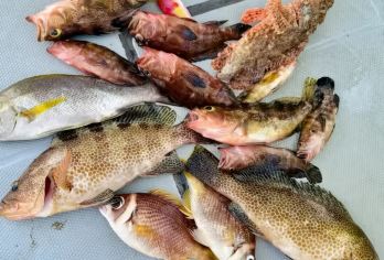 富力湾游艇会 陵水专业海钓3小时双帆石岛 全套装备 渔获带走【[专业团队]玩户外行程 专业团队带领海钓 富力湾游艇会至双帆石岛海域】