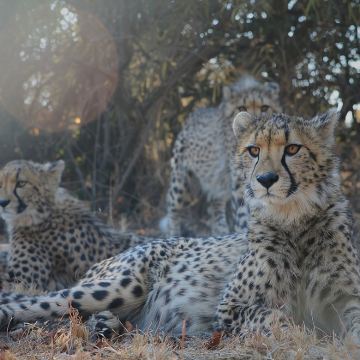 约翰内斯堡狮子公园半日游