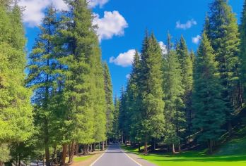 南山牧场+新疆维吾尔自治区博物馆+乌鲁木齐植物园一日游【[专车接送]专车无忧往返接送】