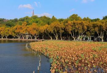【包团】游船登三潭印月岛+钱王祠+西湖十景之柳浪闻莺+讲解【三潭印月，是浙江杭州西湖十景之一，被誉为“西湖第一胜境”。】