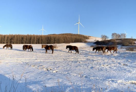 木兰围场+乌兰布统1日游【探秘雪原，一单一团，独立成团】【全程不拼车，一单一团，随走随停】