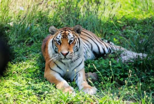 秦岭野生动物园+《驼铃传奇》秀一日游【小手拉大手亲子游】【走进动物世界，遛娃好去处，全家老小齐上阵 老少皆宜。】