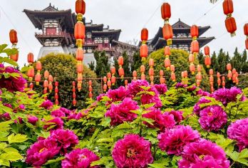 洛阳一日游-神州牡丹园+白马寺+十字街+丽景门+应天门【包车定制，行程可调】