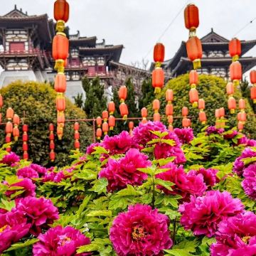 【国际牡丹节-山东菏泽】牡丹赏花+老城曹州+商业街等游玩景点