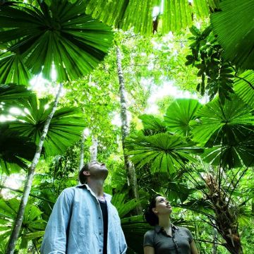 凯恩斯丹翠雨林+莫斯曼峡谷＋苦难角一日游【深度游丨含午餐】