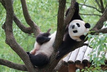 上海野生动物园观看大熊猫和猛兽区投喂体验 1日游【开放式铁笼车‌投喂：穿越狮、虎、熊、狼猛兽区，猛兽扑窗撕咬刺激感十足（车体有防护栏）。】