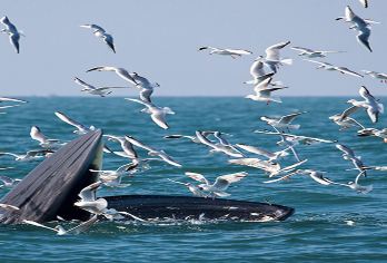 北海涠洲岛寻鲸之旅【出海观鲸 海上观光 看不到退50元】【[寻鲸线路]斜阳观鲸 海上观光 出海120分钟】