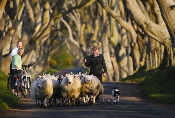 邓路斯城堡、巨人堤道、黑暗树篱和贝尔法斯特之旅 | 都柏林出【一次行程覆盖自然奇观、历史遗迹与影视取景地，兼顾深度与效率。 专业导游全程陪同，无需自驾即可轻松领略】