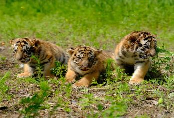 虎林园+伏尔加庄园+索菲亚教堂一日游【私家团 -可定制行程】【深度玩转精华景点，景点游览无时间限制。】