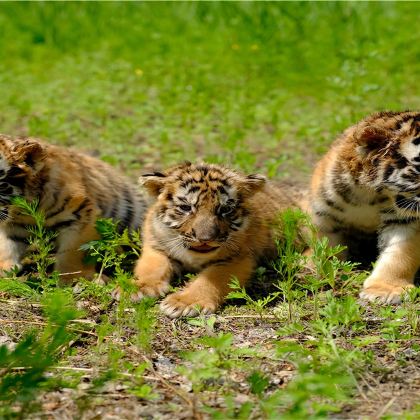 虎林园+伏尔加庄园+索菲亚教堂一日游【私家团 -可定制行程】