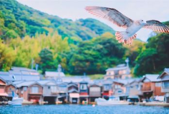 天桥立观景地+伊根舟屋一日游，大阪往返，赠送机场-酒店巴士票【游览“日本三景”之一的天桥立，感受大自然的鬼斧神工】