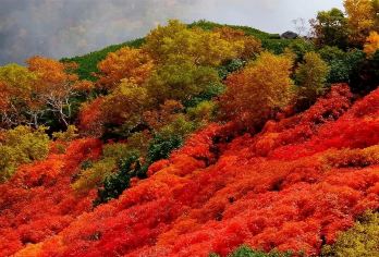 日本旭山动物园+美瑛圣诞树【中文司机/可订多日】【免费量身定制行程，多日行程包车巨惠！详情可咨询客服人员！】