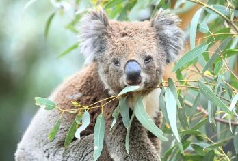 悉尼歌剧院+环形码头+塔龙加动物园+秃岛+邦迪海滩｜包车游※【海陆空三维奇遇：地标艺术×萌兽互动×海岛探秘×海滩逐浪，一日阅尽悉尼的「城与野」双面灵魂】