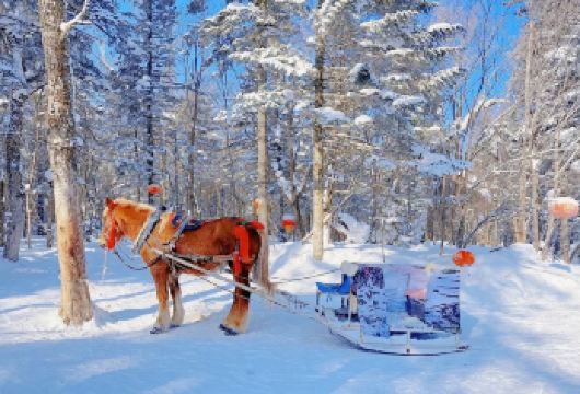 【6人团◆马拉爬犁◆巴士赠午餐】中国雪乡+大秃顶子山一日游【亮点一：可选6人团，巴士团，纯玩无购物，无任何隐形消费，精品纯玩·快来占坑·总社发团，】