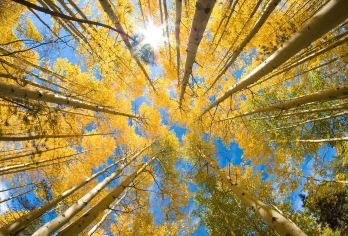 漠河一日游|白桦林+北红村【包车8小时】【一单一团一车一司机，专车接送。】