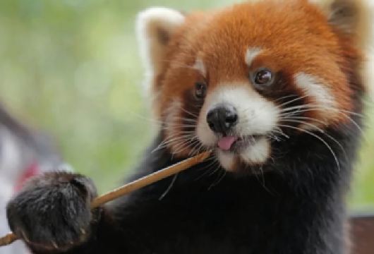 【纯玩私家团不拼陌生人】普洱太阳河森林公园+那柯里古镇一日游【[动物奇遇记]在充满生机与活力的动物王国和小动物亲密接触】