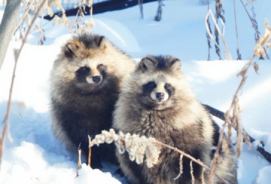 旭山动物园＆白须瀑布＆美瑛＆青池一日游|全程中文司导|【北海道热门景点一日游，每天发团！一人成团!】