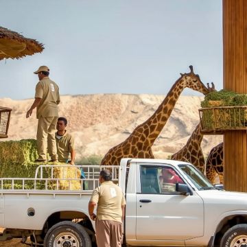 迪拜/阿布扎比往返 前往沙漠中的绿洲 艾因中文包车一日游