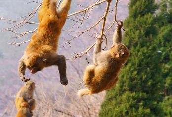 云台山、小寨沟、红石峡，茱萸峰纯玩1日跟团游*三环可接【郑州市三环接，高铁东站，郑州CBD免费上门接，免去您出行不便的烦恼。】
