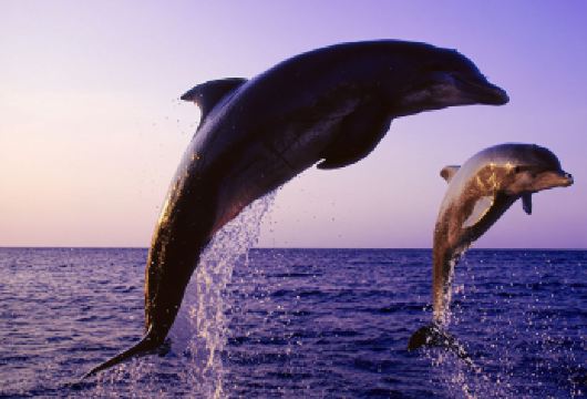 巴厘岛罗威纳海滩一日游追海豚善恶门大秋千spa漂流【适合家庭，情侣，朋友单独出游，2人起订】