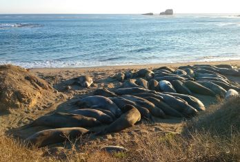 美国一号公路旧金山-洛杉矶全路段/行程灵活定制/咨询享立减【免费量身定制行程，多日行程包车巨惠！详情可咨询客服人员！】