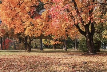 日本札幌北海道大学-狸小路商店街-大通公园【北海道中文专车】【中文专车出行，景点灵活调整，打卡经典，游玩自己定义，无需等待，专属贴心服务，尽享惬意旅程】