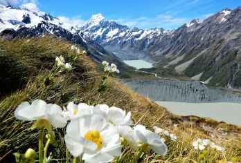 新西兰蒂卡波湖+普卡基湖+库克山国家公园+库克山三文鱼养殖场【中文包车+行程可调+酒店接送】