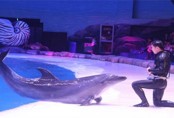 西安《驼铃传奇》+海洋馆一日游·2-6人精品小团【精品小团/品质游/纯玩团/无购物/专车接送/出行无忧/可规划行程定制/西安旅游指南攻略/时间自由】