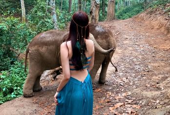 野象谷+原始森林公园一日游可选15人小团纯玩不进店邂逅野象【[优质交通]豪华空调大巴宽敞舒适。老司机带路，出行无忧】