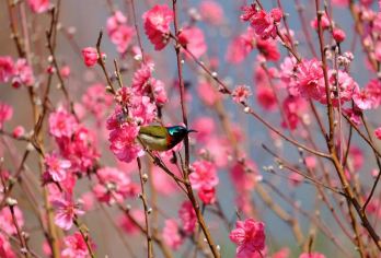 肇庆鼎湖山+七星岩一日游+含门票+赏花踏青+私家包团上门接送【一单一团，不拼客，专属私家旅行 5座/7座车上门接送，专职司机护航。家庭爸妈闺蜜游、亲子游安心选择】