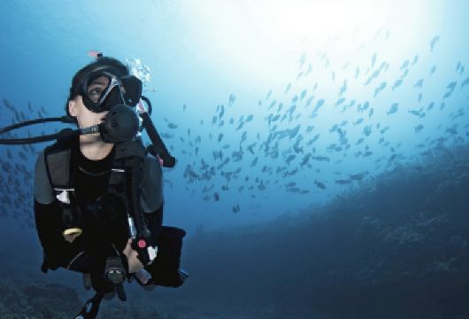 美人鱼岛 休闲潜水+红树林及萤火虫河游船 | 沙巴 亚庇【必须至少持有SSI或其他认可机构颁发的开放水域潜水员认证。美人鱼岛拥有令人叹为观止的碧绿海水和纯净洁白的沙滩，是水肺潜水的理想之地。傍晚时分，您可以漂流在茂密的红树林中，观赏婆罗洲的标志性野生动物——在水面上荡秋千的长鼻猴和长尾猕猴。】