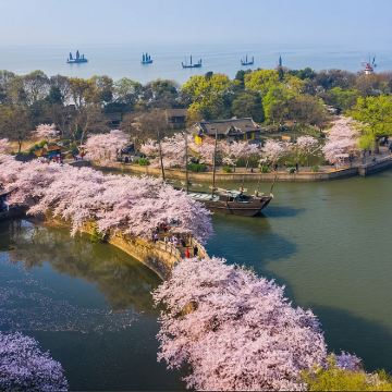 无锡鼋头渚+太湖游船+拈花湾一日游【赏樱季&拈花日夜游】