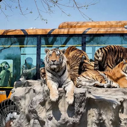 东北虎园林+侵华日军第七三一罪证陈列馆一日活动七三一需自行预约