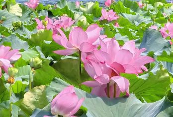 惠州西湖+广东罗浮山风景名胜区+五矿哈施塔特文旅小镇一日活动【广东名山丨漫步湖边，“半城山色半城湖”的美景尽收眼底】