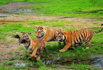 横道河子虎园+威虎山城+机车库【门票+专车接送+2人起小团】【专车串联四大标志景点，一日内饱览壮丽自然、异域文化、红色传奇与工业文明，行程高效，精华尽览】