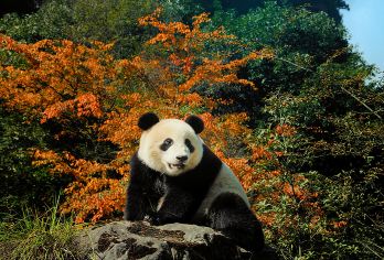 卧龙神树坪基地+青城山一日游【2-8人专车团/含门票】【[品质纯玩]纯玩品质、不进店购物、无强制消费行程透明；】