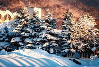 日本旭山动物园-富田农场-四季彩之丘【北海道中文专车】【中文专车出行，景点灵活调整，打卡经典，游玩自己定义，无需等待，专属贴心服务，尽享惬意旅程】