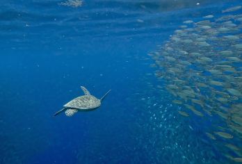 在奥斯洛布与鲸鲨一起浮潜，在莫阿尔博阿尔与图马洛格瀑布一起观赏沙丁鱼【在距离仅几米远的自然栖息地中，在温柔的海洋巨人旁边游泳或浮潜！ 与图马洛格瀑布一起拍摄 Instagram 美照 在莫阿尔博阿尔与成千上万的沙丁鱼一起浮潜，并与海龟成为朋友】