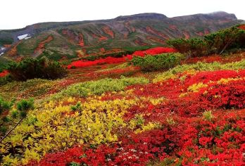 日本旭山动物园+美瑛圣诞树【中文司机/可订多日】【免费量身定制行程，多日行程包车巨惠！详情可咨询客服人员！】