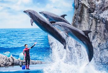 曼谷野生动物园+海洋公园一日游【可选自助午餐】【曼谷野生动物园汇集了世界各地许多珍稀野生动物，饲养在完全按照野生动物栖息条件的场地内】