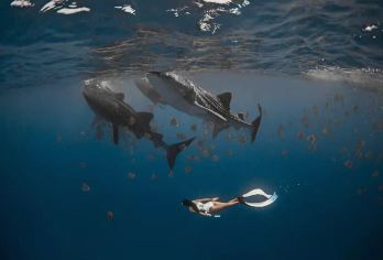 菲律宾宿务奥斯洛布鲸鲨观赏一日游【含浮潜含午餐·可升级深潜】【与鲸鲨共舞，近距离接触温柔的巨人，感受海洋的温柔与震撼！】