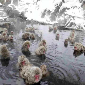 日本长野市地狱谷野猿公苑+户隐神社一日包车品质游（长野出发）